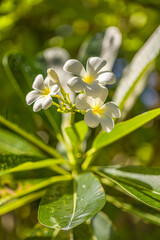 White tropical flower Frangipani over beautiful green blurred lush foliage, sunny exotic garden. Tranquil nature closeup, romantic, love Plumeria. Spa, meditation inspire floral macro. Wellbeing
