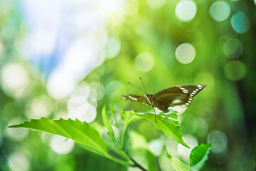 Butterfly in tropical lush meadow sunny summer morning. Amazing beautiful colorful natural scenery. Majestic nature sunrays of summer sunlight. Closeup black exotic butterfly on fresh green leaves