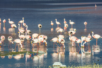 View of some flamingos at Laguna Colorada in the Eduardo Avaroa Andean Fauna National Reserve -...