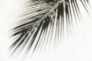 Obraz premium Abstract summer background of shadows palm leaves on white sand backdrop. White and black minimal summertime pattern, beach vacation simple design. Sunlight and shadow of tropical plant leaf