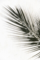 Obraz premium Abstract summer background of shadows palm leaves on white sand backdrop. White and black minimal summertime pattern, beach vacation simple design. Sunlight and shadow of tropical plant leaf