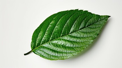Fototapeta premium Stunning green leaf on a white background