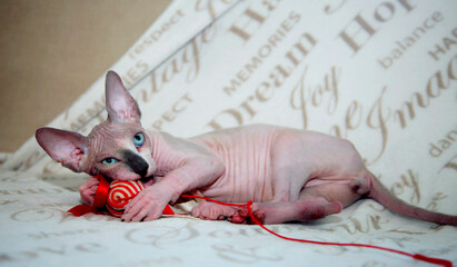 Bald hairless Sphinx or Sphynx cat laying and playing with toy at home on sofa. Gray cat of breed...