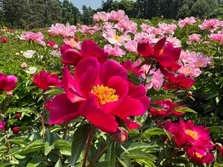 Fototapety na wymiar - Fototapeta24.pl