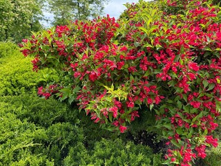 Weigela shrub bright pink flowers