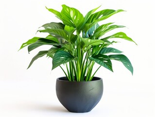 A vibrant plant in a stylish pot, set against a clean white background.