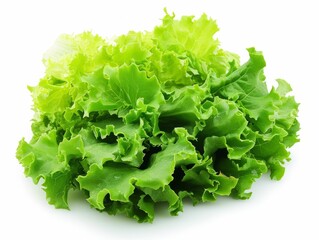 A fresh bunch of lettuce leaves isolated on a white background.
