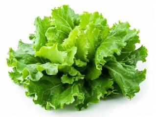 A fresh bunch of lettuce leaves isolated on a white background.