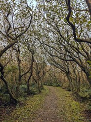 Herbst im Wald auf Sylt