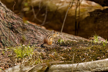 The eastern chipmunk (Tamias striatus) in the park.