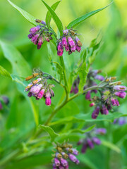 Violett bl&uuml;hende Pflanze des Gemeinen Beinwells (Symphytum officinale).