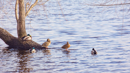 Beautiful wild ducks swim on a quiet river in spring