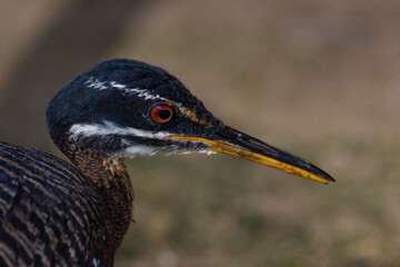 Sunbittern