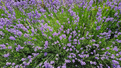 Fototapeta premium Bushes of beautiful blooming lavender, close-up