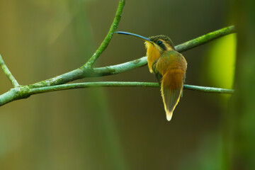 hummingbird on a branch