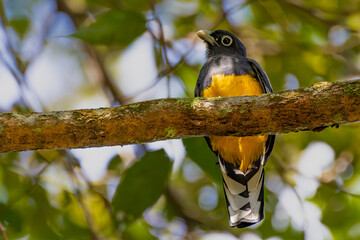 Green-backed Trogon
