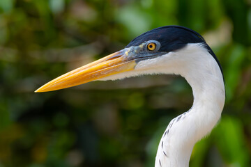 Cocoi Heron