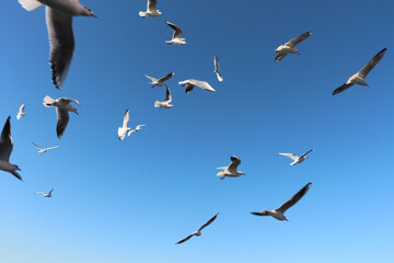 seagulls flying in the clear blue sky.  a group of seagulls flying in the sky