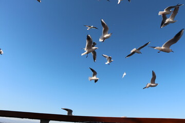 seagulls flying in the clear blue sky.  a group of seagulls flying in the sky