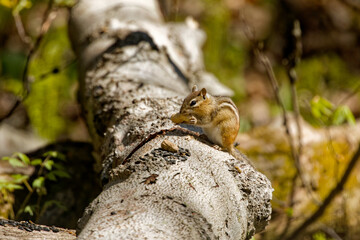 The eastern chipmunk (Tamias striatus) in the park.