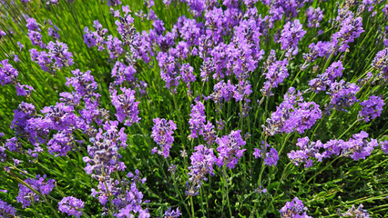 Fototapeta premium Bushes of beautiful blooming lavender, close-up