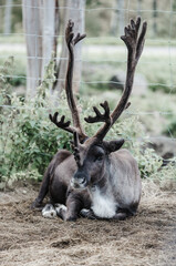 reindeer in the zoo