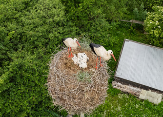 Stork family in the nest. View from the drone