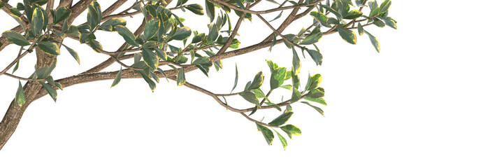 Various types of tree branch plants bushes shrub and and small plants isolated	
