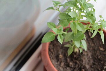 Basil plant in flowerpot in front of window. Scientific name of basil Ocimum basilicum.