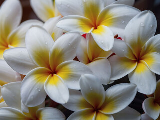 Floral serenity, Bask in the tranquility of a background adorned with delicate frangipani flowers, evoking a sense of serenity.