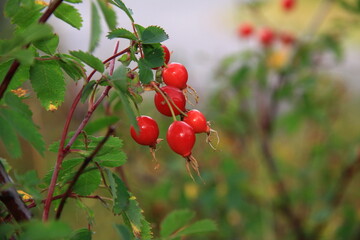 Wild rose hips