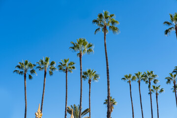 tropical tall African Sabal fan palms gracefully sways against blue sky, natural beauty tropics,...