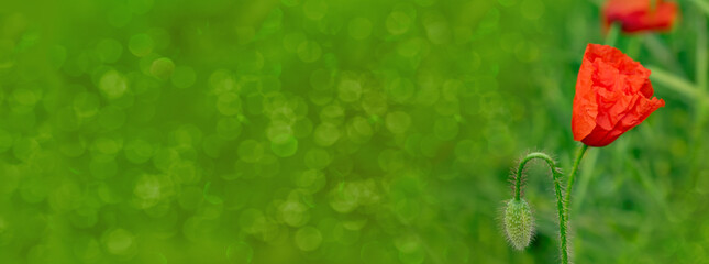 blooming red poppies in green summer field, green nostalgic landscape, empty basis for designer,...
