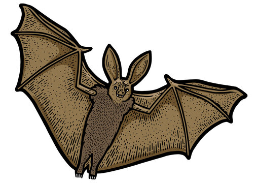 flying bat color sketch engraving PNG illustration. T-shirt apparel print design. Scratch board imitation. Black and white hand drawn image.