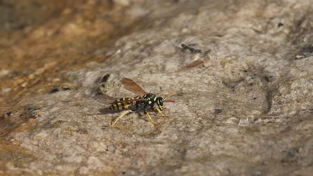 Avispa sale volando despues de beber ag&uacute;a en la orilla del arrollo, Alcoy, Espa&ntilde;a
