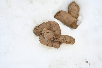 dog excrement on snow, dog shit on white background, animal excrement on snow 