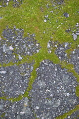 green moss on a grey asphalt background as a backdrop, a concept of sustainable development 
