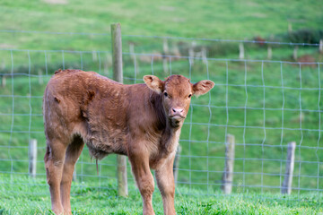 Young Brown Cow Calf Curious Outdoor Scene