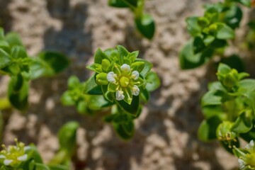Honckenya peploides is a plant that lives on sea coasts. It grows in almost pure sand with a small admixture of organic matter in salty soil.
