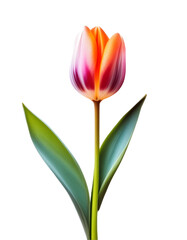 Fototapeta premium Single Orange and Pink Striped Tulip Flower on Transparent Background