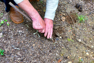 Perigord summer truffles (Tuber aestivum), known as the black diamond, discovered poking out of the...