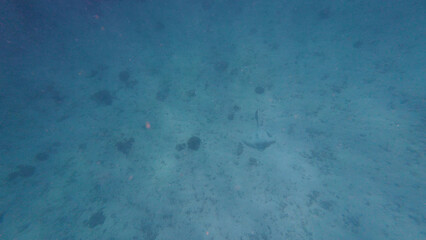 Photography of fish and corals in Oman near Muscat during spring day