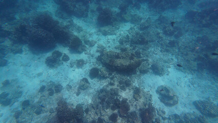 Photography of fish and corals in Oman near Muscat during spring day