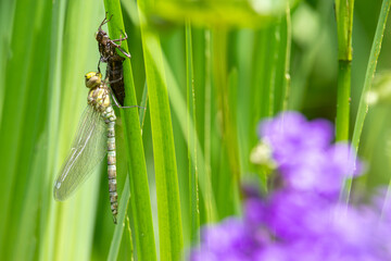 Blaugr&uuml;ne Mosaikjungfer III