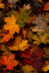 many autumn colorful maple leaves texture background