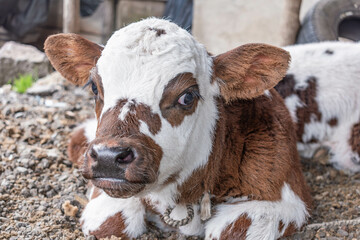 portrait of a Norman breed calf looking at camera, Bos taurus taurus © VICTOR A ARGUELLO