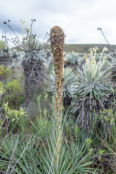 close-up of the flower of the Bromeliaceae, Puya dasylirioides Standl, in a paramo of Colombia