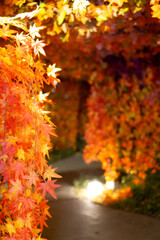 Autumn coloured leaves over walls foreground focused
