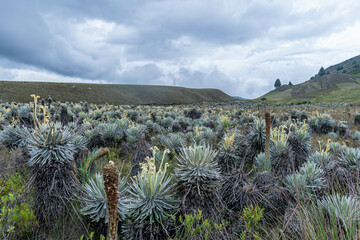 beautiful landscape with many frailejones,Espeletia lopezii Cuatrec