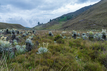 beautiful landscape with many frailejones,Espeletia lopezii Cuatrec